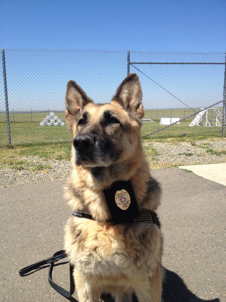 Marine Corps USMC MP K-9 / K9 Badge / Coin - alternate view