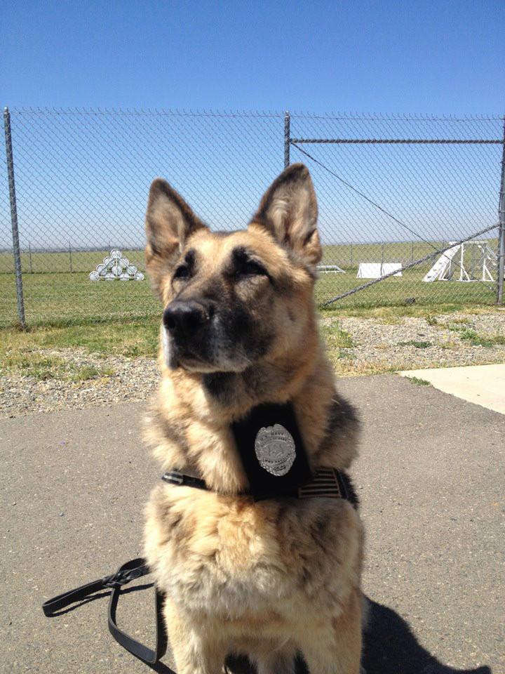 Navy MA K-9 / K9 Badge / Coin - alternate view